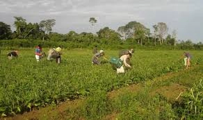 Governo lança MP para ajudar pequenos, médios e grandes produtores rurais a liquidarem suas dívidas